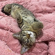 Loki Kitty participe au concours pour gagner de l'argent avec cette photo : cat, kitten, tabby, feline, pet, animal, cute, lying_down, pink_blanket, soft_texture, cozy, indoor, fur, whiskers, paws, relaxed, sleepy, playful, closeup, young