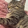 Loki Kitty participe au concours pour gagner de l'argent avec cette photo : cat, tabby_cat, sleeping, fur, whiskers, ear, nose, pink_blanket, soft_texture, cozy, resting, pet, animal, closeup, indoor, relaxed, cute, mammal, feline, peaceful