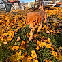 Niko joined the competition — help win amazing prizes! golden_retriever, puppy, dog, autumn, fall_leaves, backyard, grass, sunlight, outdoor, tree, garden_furniture, gazebo, playful, pet, canine, nature, daytime, leaves, seasonal, animal