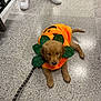 Niko joined the competition — help win amazing prizes! puppy, dog, costume, pumpkin, orange, green, floor, white_sneakers, person, black_pants, leash, indoor, cute, pet, festive, holiday, animal, laying_down, small_dog, adorable