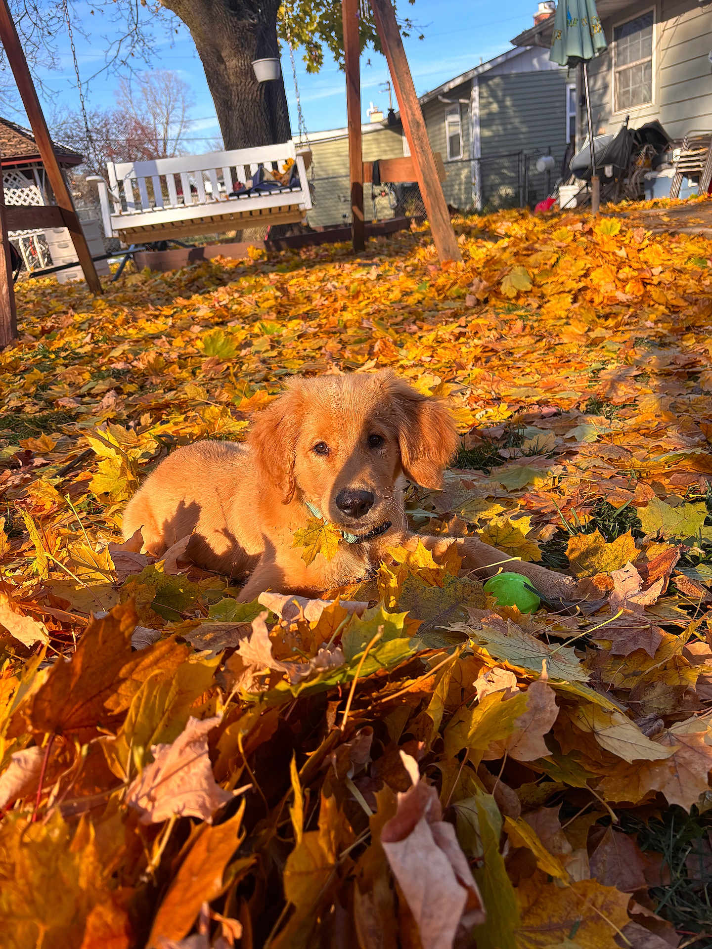Niko is registered to the contest to win money with this photo: dog, golden_retriever, puppy, autumn, fall_leaves, yard, outdoor, sunlight, green_ball, playful, pet, nature, tree, swing, house, grass, daylight, animal, cute, relaxing