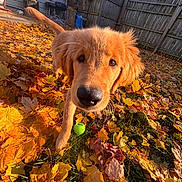 Niko is registered to the contest to win money with this photo: animal, autumn, backyard, close_up, curious, daylight, dog, fall_leaves, fence, fun, golden_retriever, grass, green_tennis_ball, nature, nose, outdoor, pet, playful, puppy, sunlight