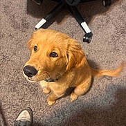 Niko joined the competition — help win amazing prizes! golden_retriever, puppy, dog, carpet, floor, sneaker, shoe, office_chair, pet, animal, indoor, cute, looking_up, fur, tail, collar, domestic_animal, companion, young, adorable