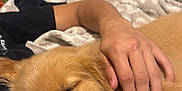 Niko joined the competition — help win amazing prizes! dog, puppy, sleeping, hand, blanket, indoor, bed, cozy, resting, fur, paw, closeup, comfort, relaxation, animal, pet, soft, cute, companion, nap