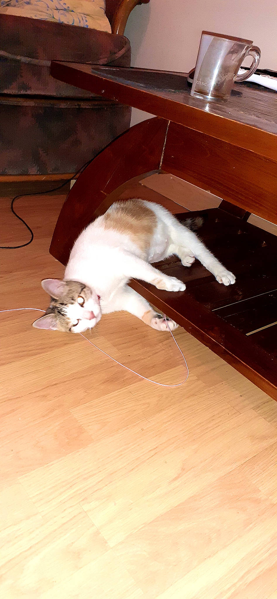 Apple a rejoint le concours — aidez-le/la à gagner de superbes lots ! canidae, carnivore, cat, fawn, felidae, floor, flooring, hardwood, laminate_flooring, small_to_medium_sized_cats, tail, whiskers, wood, wood_flooring