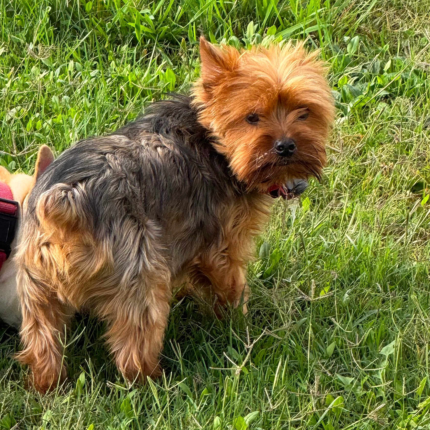 Tucker