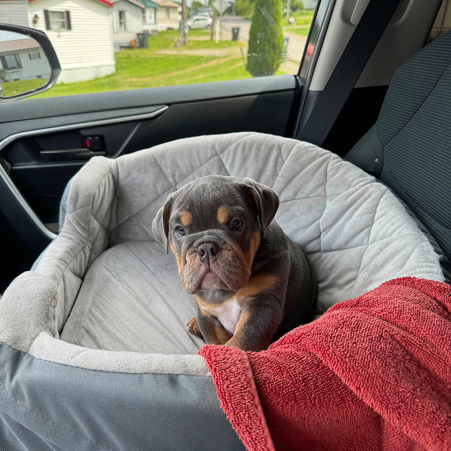Jazzy is registered to the contest to win money with this photo: animal, blanket, bulldog, canine, car, car_interior, carseat, cushion, dog, dogbed, homedecor, hound, machine, pet, pitbull, pug, puppy, spoke, transportation, vehicle