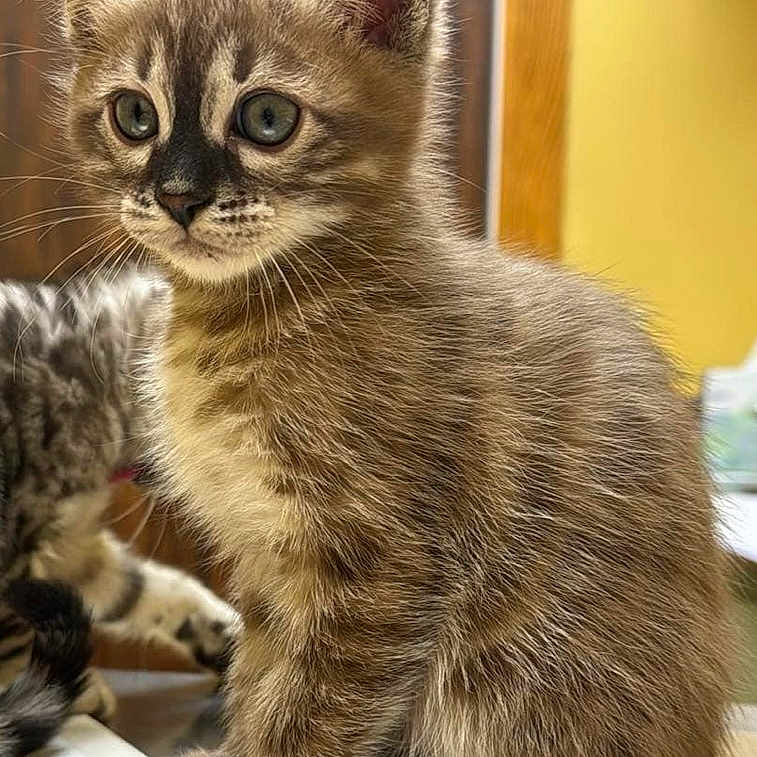 Simba