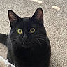 Felix is registered to the contest to win money with this photo: animal, black_cat, blanket, carpet, cat, close_up, curious, cute, domestic_cat, ears, feline, fluffy, fur, indoor, looking_up, mammal, pet, tail, whiskers, yellow_eyes