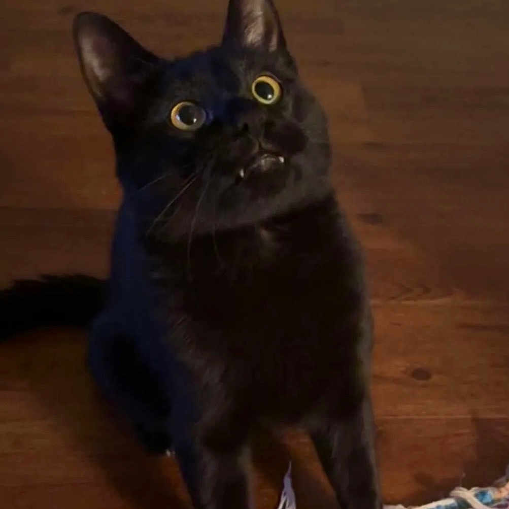 Felix