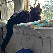 Felix is registered to the contest to win money with this photo: animal, black_cat, blanket, cat, colorful_blanket, container, daylight, domestic, feline, houseplant_outside, indoor, pet, quirky_expression, relaxed, resting, shelf, tail, tile_wall, window, wooden_window_frame