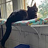 animal, black_cat, blanket, cat, colorful_blanket, container, daylight, domestic, feline, houseplant_outside, indoor, pet, quirky_expression, relaxed, resting, shelf, tail, tile_wall, window, wooden_window_frame