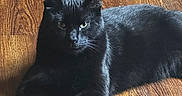Felix joined the competition — help win amazing prizes! animal, black_cat, calm, cat, cute, domestic_cat, ears, eyes, feline, flooring, fur, indoor, lying_down, mammal, pet, quiet, relaxed, shadow, whiskers, wooden_floor