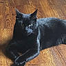 animal, black_cat, calm, cat, cute, domestic_cat, ears, eyes, feline, flooring, fur, indoor, lying_down, mammal, pet, quiet, relaxed, shadow, whiskers, wooden_floor