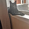 Felix is registered to the contest to win money with this photo: animal, black_cat, brick_building, calm, cat, cozy, curious, curtain, daylight, domestic, feline, house, indoor, looking, pet, quiet, resting, window, window_screen, windowsill