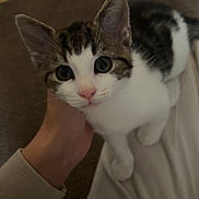 Blaze joined the competition — help win amazing prizes! animal, carpet, cat, close_up, clothing, curious, cute, domestic_cat, ears, floor, human_hand, indoor, kitten, lap, pet, soft_lighting, tabby, whiskers, white_fur, young_cat