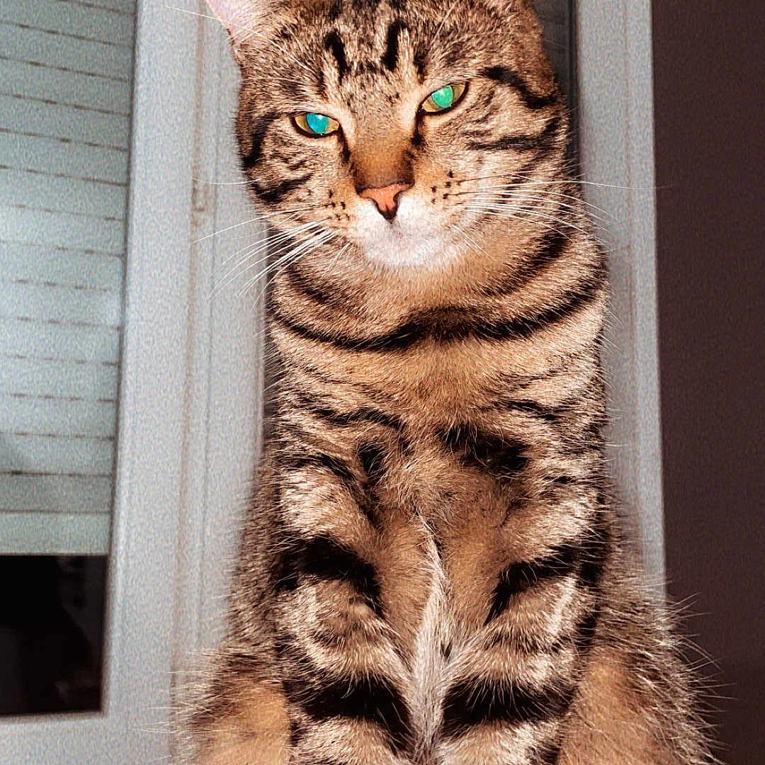 Tokyo a rejoint le concours — aidez-le/la à gagner de superbes lots ! abyssinian, angora, animal, cat, closet, cupboard, curtain, door, egyptiancat, furniture, hardwood, homedecor, kitten, manx, pet, window, windowshade, wood