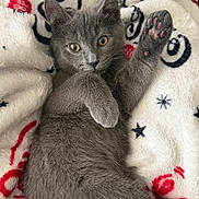 Coco is registered to the contest to win money with this photo: animal, blanket, cat, closeup, cozy, cute, feline, fur, gray_cat, indoor, kitten, looking, lying_down, paw, pet, pink_paw_pads, raised_paw, resting, soft_texture, young_cat