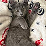 animal, blanket, cat, closeup, cozy, cute, feline, fur, gray_cat, indoor, kitten, looking, lying_down, paw, pet, pink_paw_pads, raised_paw, resting, soft_texture, young_cat