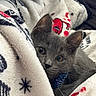 Coco joined the competition — help win amazing prizes! animal, blanket, bow_tie, close_up, comfort, cozy, cute, domestic_cat, eyes, fur, gray_cat, indoor, kitten, pet, relaxed, resting, sleepy, soft_texture, warm, whiskers