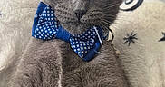 Coco is registered to the contest to win money with this photo: animal, blanket, blue_bow_tie, cat, cozy, cute, domestic, fur, furniture, gray_fur, indoor, kitten, mammal, pet, polka_dots, portrait, relaxed, whiskers, white_patch, wide_eyes