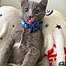 Coco is registered to the contest to win money with this photo: animal, blanket, blue_collar, bow_tie, cat, close_up, cozy, cute, feline, gray_fur, indoor, kitten, pattern, pet, playful, soft_texture, stars, tongue_out, whiskers, young_cat
