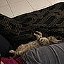 kitten, cat, sleeping, person, lap, blanket, pattern, floor, tile, indoor, relaxing, animal, pet, fur, resting, casual, clothing, comfort, domestic, cozy