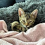 Aïka a rejoint le concours — aidez-le/la à gagner de superbes lots ! cat, kitten, tabby, blanket, fleece, gray_blanket, pink_blanket, cozy, indoor, pet, fur, ears, paw, resting, cute, animal, small, comfort, soft, sleepy