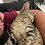 Aïka participe au concours pour gagner de l'argent avec cette photo : cat, sleeping, tabby, person, arm, maroon_shirt, indoor, close_up, fur, resting, cozy, relaxed, human, beard, comfort, nap, pet, cuddle, feline, blurred_background