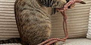 Aïka a rejoint le concours — aidez-le/la à gagner de superbes lots ! cat, tabby, rope_toy, playing, couch, furniture, indoor, pet, animal, feline, striped, paws, knotted_rope, curious, sitting, cozy, ribbed_fabric, close_up, brown, grey