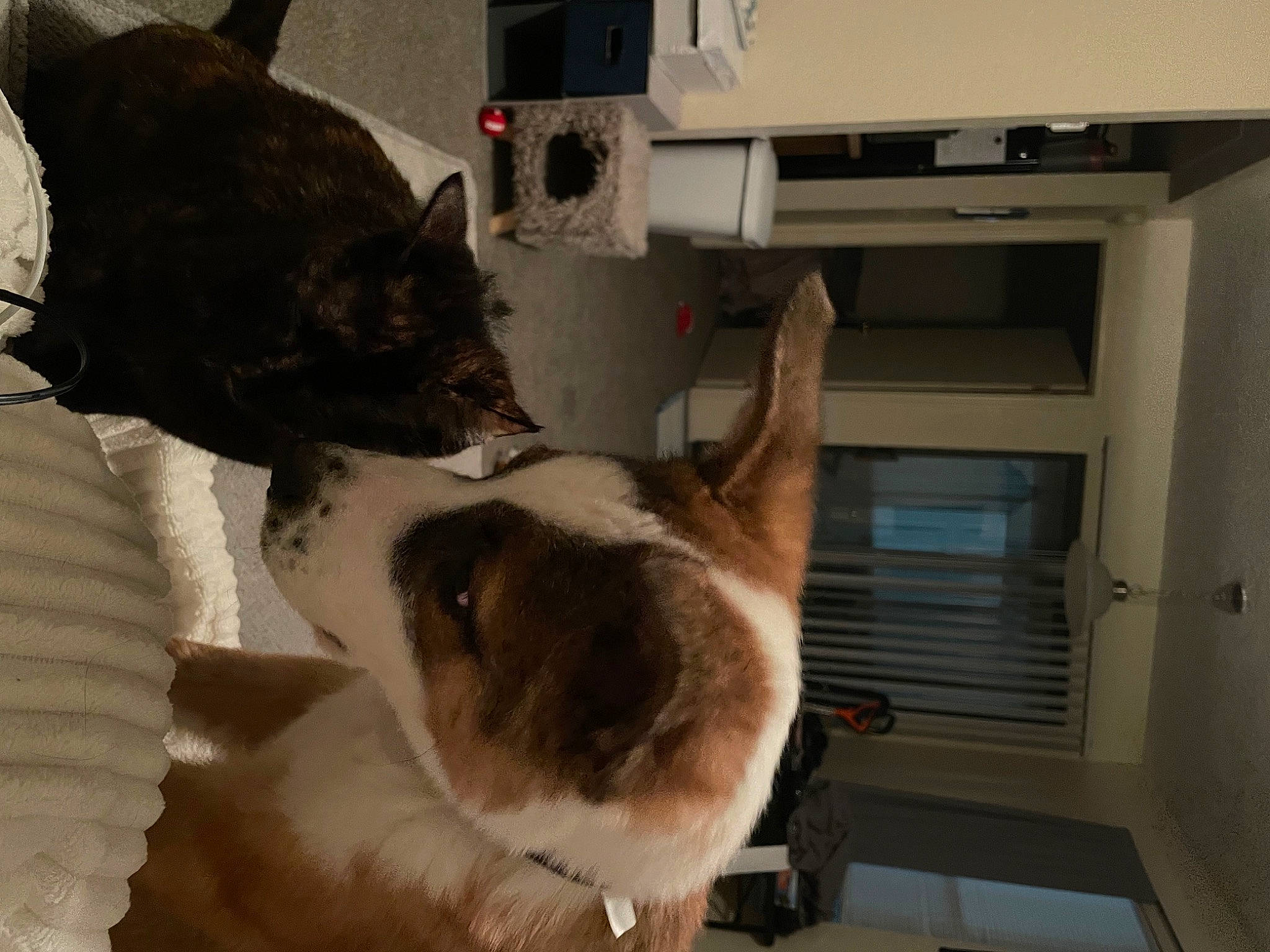 Bart joined the competition — help win amazing prizes! canidae, carnivore, collar, comfort, companion_dog, dog, dog_breed, door, fawn, felidae, fur, mammal, room, small_to_medium_sized_cats, snout, sporting_group, tail, terrestrial_animal, whiskers, working_animal