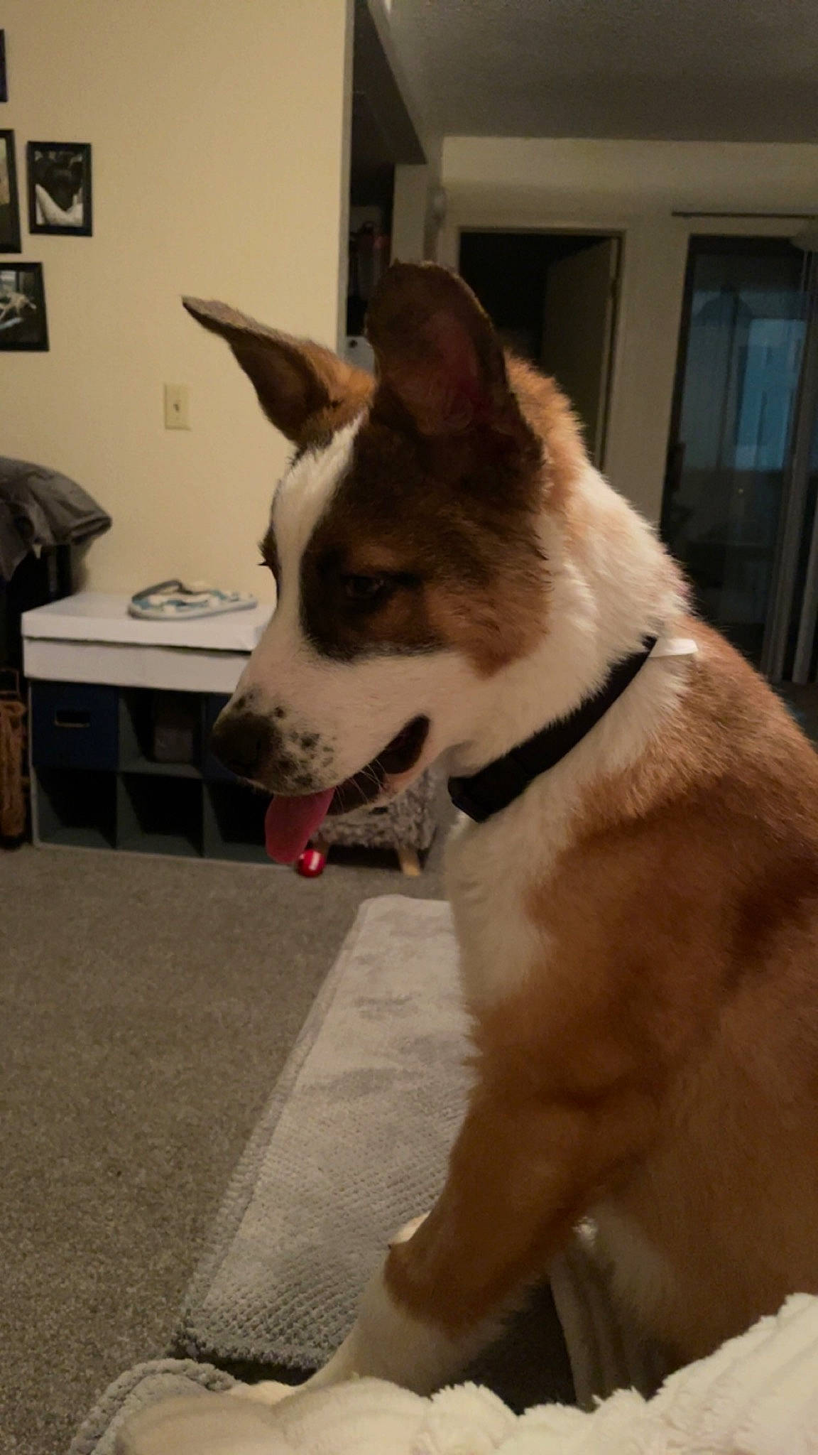 Bart joined the competition — help win amazing prizes! canidae, carnivore, collar, companion_dog, dog, dog_breed, dog_collar, door, fawn, felidae, flooring, herding_dog, picture_frame, small_to_medium_sized_cats, snout, sporting_group, tail, whiskers, window, working_animal