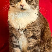 Big Guy is registered to the contest to win money with this photo: animal, calm, cat, close_up, cute, domestic_animal, ears, feline, fur, indoor, looking_at_camera, paws, pet, portrait, red_background, serious, sitting, tabby_cat, whiskers, white_chest