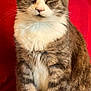 animal, calm, cat, close_up, cute, domestic_animal, ears, feline, fur, indoor, looking_at_camera, paws, pet, portrait, red_background, serious, sitting, tabby_cat, whiskers, white_chest
