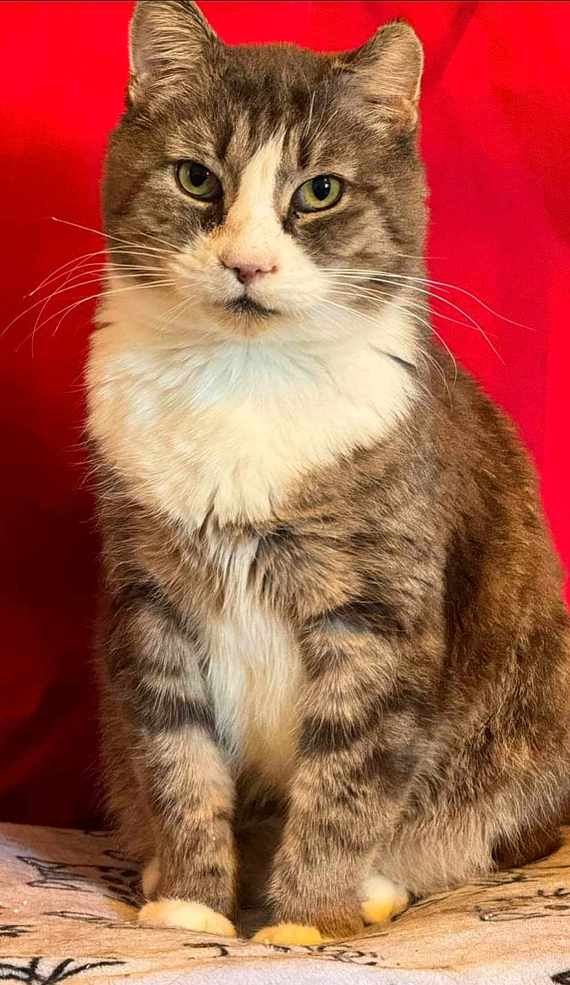 Big Guy is registered to the contest to win money with this photo: animal, calm, cat, close_up, cute, domestic_animal, ears, feline, fur, indoor, looking_at_camera, paws, pet, portrait, red_background, serious, sitting, tabby_cat, whiskers, white_chest