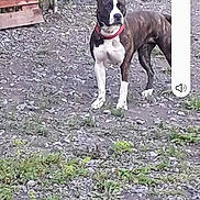 Pitch a rejoint le concours — aidez-le/la à gagner de superbes lots ! dog, outdoor, gravel, fence, collar, animal, pet, standing, greenery, wooden_pallets, curious, alert, brown, white, black, ears, ground, nature, metal_fence, daylight