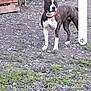 dog, outdoor, gravel, fence, collar, animal, pet, standing, greenery, wooden_pallets, curious, alert, brown, white, black, ears, ground, nature, metal_fence, daylight