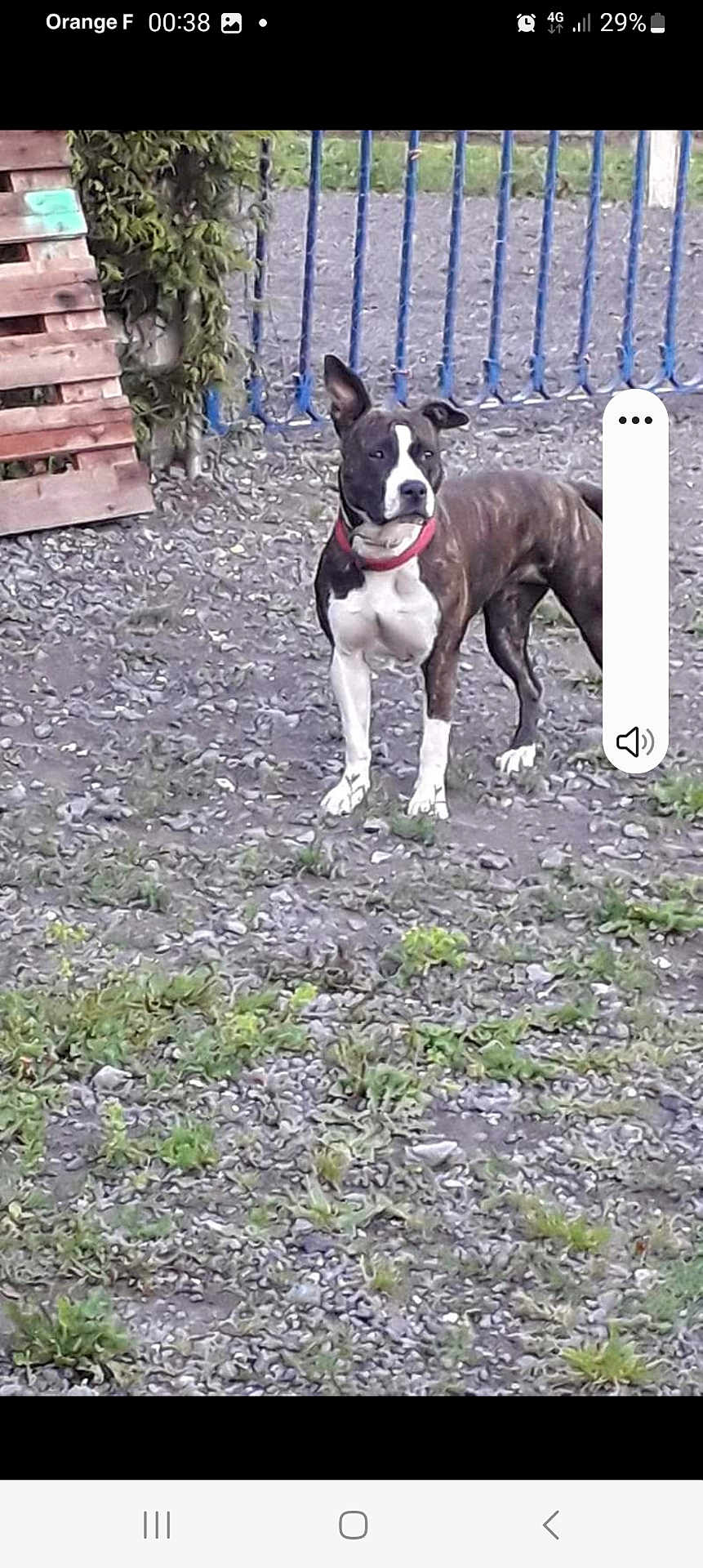 Pitch a rejoint le concours — aidez-le/la à gagner de superbes lots ! dog, outdoor, gravel, fence, collar, animal, pet, standing, greenery, wooden_pallets, curious, alert, brown, white, black, ears, ground, nature, metal_fence, daylight