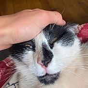 Johnny a rejoint le concours — aidez-le/la à gagner de superbes lots ! cat, black_and_white, petting, hand, close_up, sleepy, indoor, fur, whiskers, nose, face, animal, domestic_cat, relaxed, cozy, floor, patterned_fabric, human_hand, comfort, expression