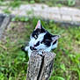 Johnny a rejoint le concours — aidez-le/la à gagner de superbes lots ! cat, black_and_white, wooden_post, outdoor, greenery, grass, curious, pet, animal, nature, close_up, feline, whiskers, ears, head, focus, blurred_background, playful, garden, daylight