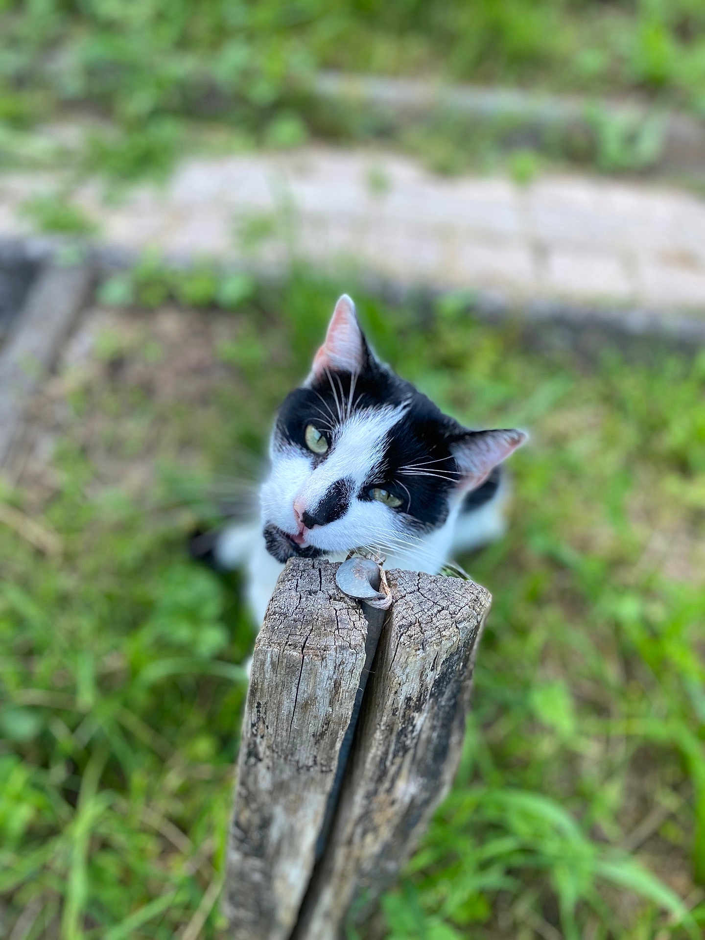 Johnny a rejoint le concours — aidez-le/la à gagner de superbes lots ! cat, black_and_white, wooden_post, outdoor, greenery, grass, curious, pet, animal, nature, close_up, feline, whiskers, ears, head, focus, blurred_background, playful, garden, daylight