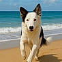 dog, border_collie, running, beach, sand, ocean, waves, blue_sky, heterochromia, outdoor, animal, pet, canine, playful, sunny, nature, mammal, fur, active, daytime