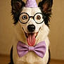 Tayla participe au concours pour gagner de l'argent avec cette photo : dog, party_hat, bow_tie, glasses, heterochromia, tongue_out, black_and_white, pet, portrait, indoor, celebration, cute, happy, animal, canine, studio, smiling, costume, accessory, funny