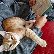 Alfi a rejoint le concours — aidez-le/la à gagner de superbes lots ! cat, orange_tabby, person, reading, book, grey_sweater, red_couch, indoor, relaxed, stretching, lap, feline, cozy, home, leisure, comfort, animal, pet, resting, casual