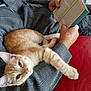 animal, book, casual, cat, comfort, cozy, feline, grey_sweater, home, indoor, lap, leisure, orange_tabby, person, pet, reading, red_couch, relaxed, resting, stretching