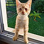 Alfi participe au concours pour gagner de l'argent avec cette photo : cat, kitten, window, windowsill, orange_tabby, animal, pet, outdoor, greenery, plants, banana_plant, curious, whiskers, sunlight, daylight, nature, feline, young_cat, closeup, portrait