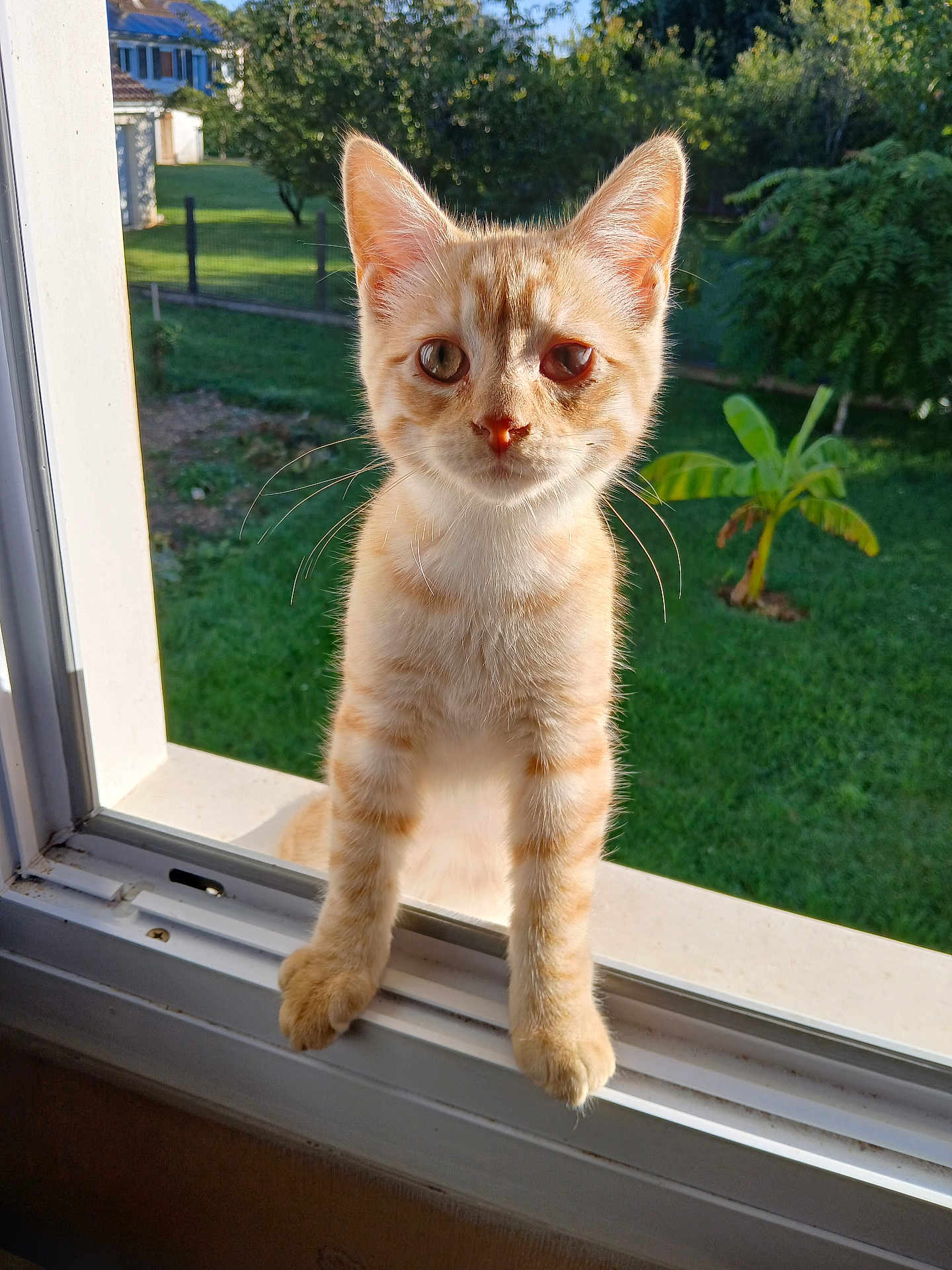 Alfi participe au concours pour gagner de l'argent avec cette photo : cat, kitten, window, windowsill, orange_tabby, animal, pet, outdoor, greenery, plants, banana_plant, curious, whiskers, sunlight, daylight, nature, feline, young_cat, closeup, portrait