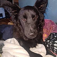 Lucky participe au concours pour gagner de l'argent avec cette photo : dog, black_dog, fluffy, long_ears, pointy_ears, animal, pet, portrait, close_up, indoors, bed, blanket, bedding, bedroom, brown_fur, dark_fur, sitting, looking_at_camera, cute, photography