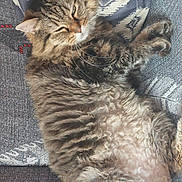 Kenzo participe au concours pour gagner de l'argent avec cette photo : cat, tabby, fluffy, sleeping, relaxed, indoor, cushion, patterned, fur, whiskers, paws, pet, animal, cozy, nap, resting, feline, cute, soft, domestic
