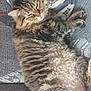 cat, tabby, fluffy, sleeping, relaxed, indoor, cushion, patterned, fur, whiskers, paws, pet, animal, cozy, nap, resting, feline, cute, soft, domestic